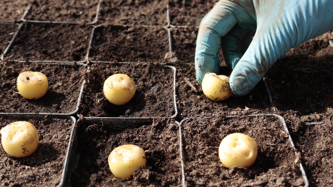 Kartoffelaugen werden aufgepflanzt