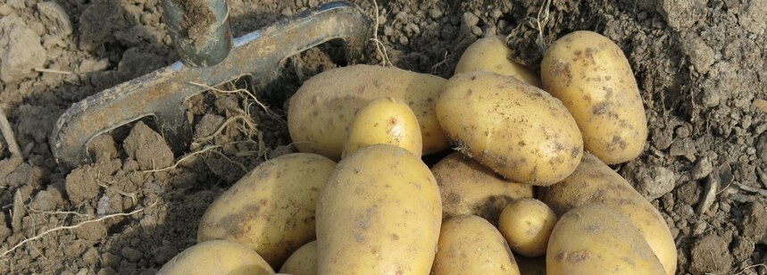 Frisch geerntete Kartoffeln im Damm 