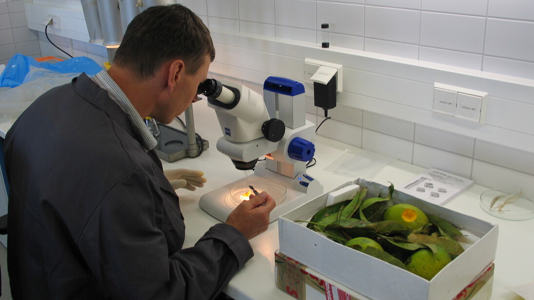 Importierte Mangos werden unter dem Mikroskop kontrolliert