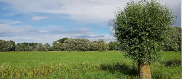 Kopfweide