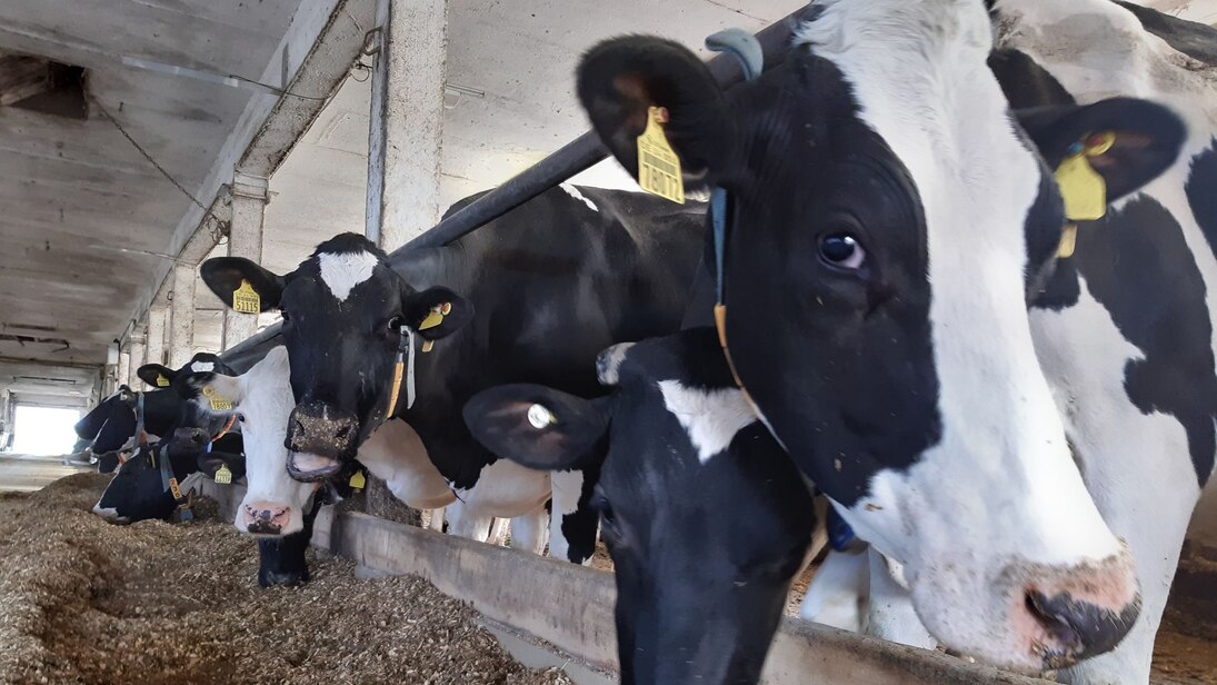 Kühe in Stall