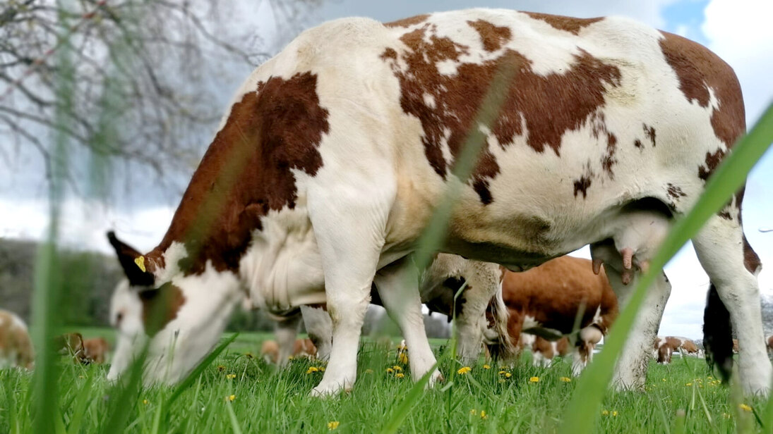 Kuh auf Weide