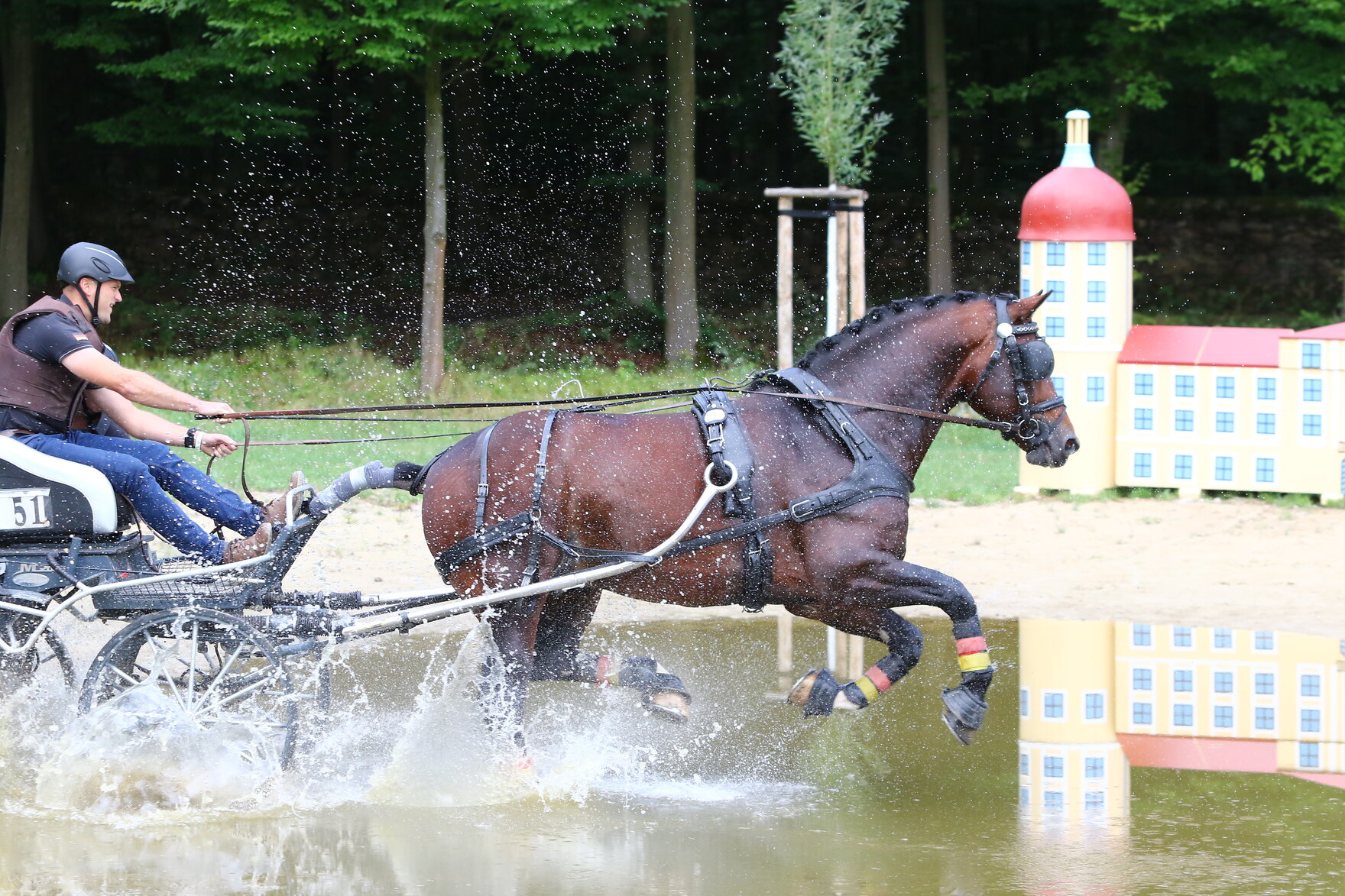 Der Hengst Eleve galoppiert durchs Wasser zum Sieg im Bundeschampionat des Schweren Warmblutes und der Fahrpferde.