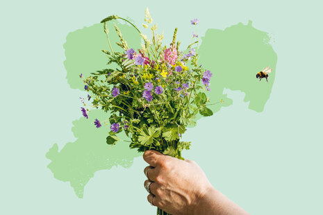 Teaserbox Praxislabor Biodiversität Kompetenzzentrum Ökologischer Landbau
