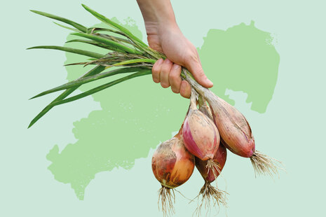 Teaserbox Praxislabor Feldgemuese u Dauerkulturen Kompetenzzentrum Ökologischer Landbau