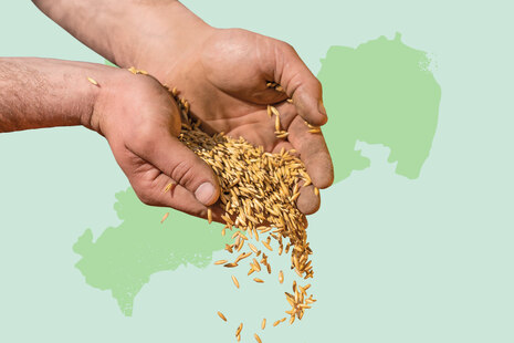 Teaserbox Praxislabor Pflanzenbau Kompetenzzentrum Ökologischer Landbau