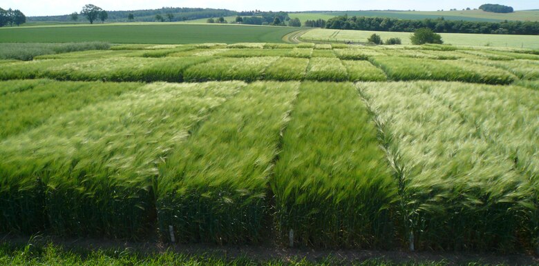 Landessortenversuch Gerste