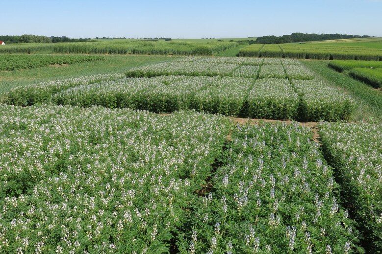 verschiedene Versuche der Sortenprüfung