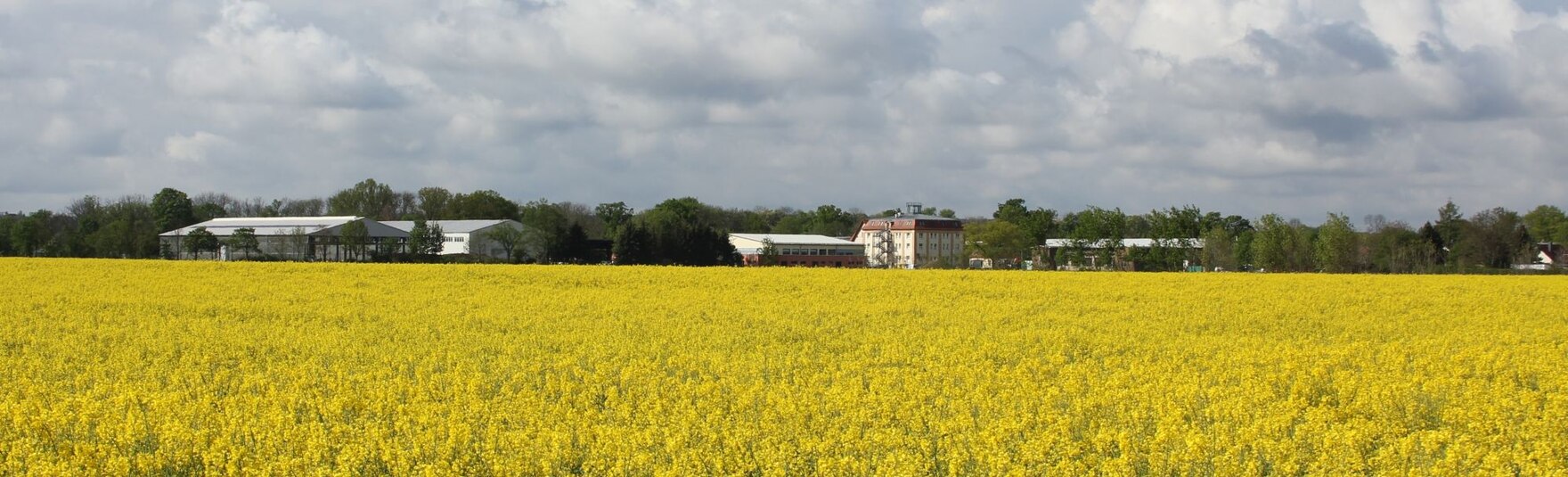 Rapsfeld Köllitsch