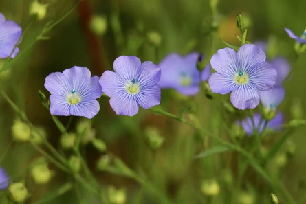 Leinblüten