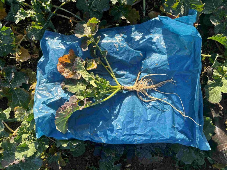 Rapspflanze mit Wurzel