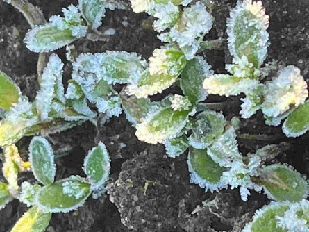 Winterfaserlein, Jungpflanzen im Frost
