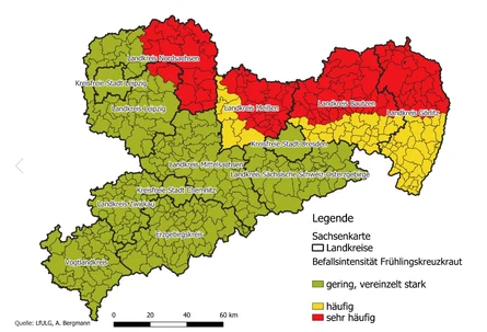 Sachsenkarten Befallsintensität Kreuzkrautvorkommen