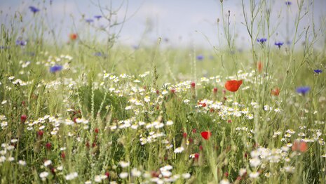 Blühstreifen mit Blüten