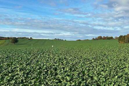 Versuchsfläche Rapsfeld