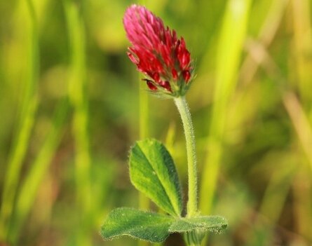 Rote Kleeblüte