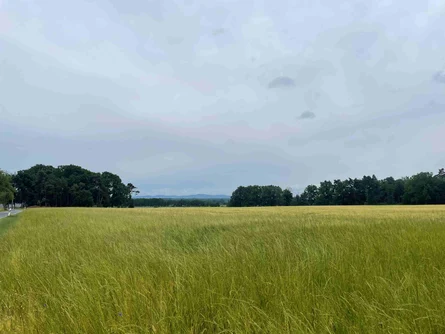 Weidelgras in Gerstenbestand