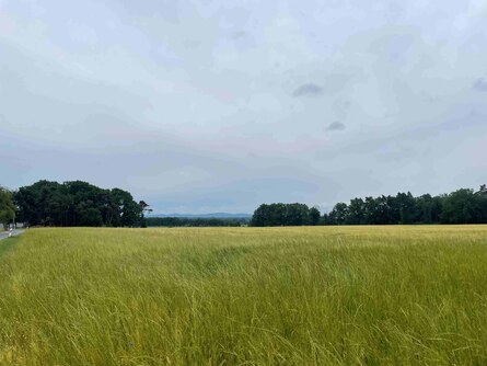 Weidelgras in Gerstenbestand