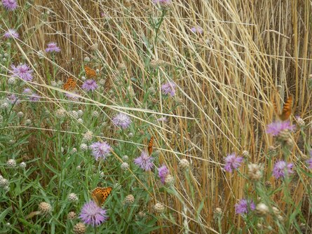 Feldrain mit Distel und mehreren Schmetterlingen der Art Kleiner Perlmutterfalter