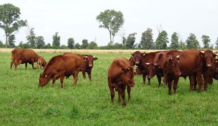 Herde der Rinderrasse Harzer Höhenvieh auf grüner Weide