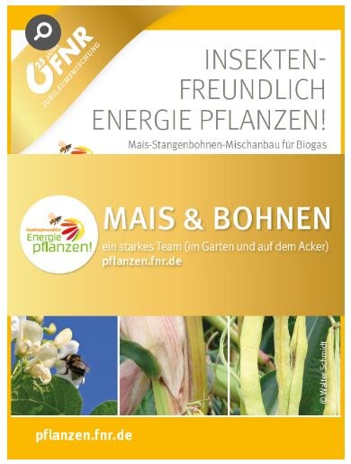 neue Saatgutmischung aus Mais und Stangenbohnen als Energiepflanzengemisch