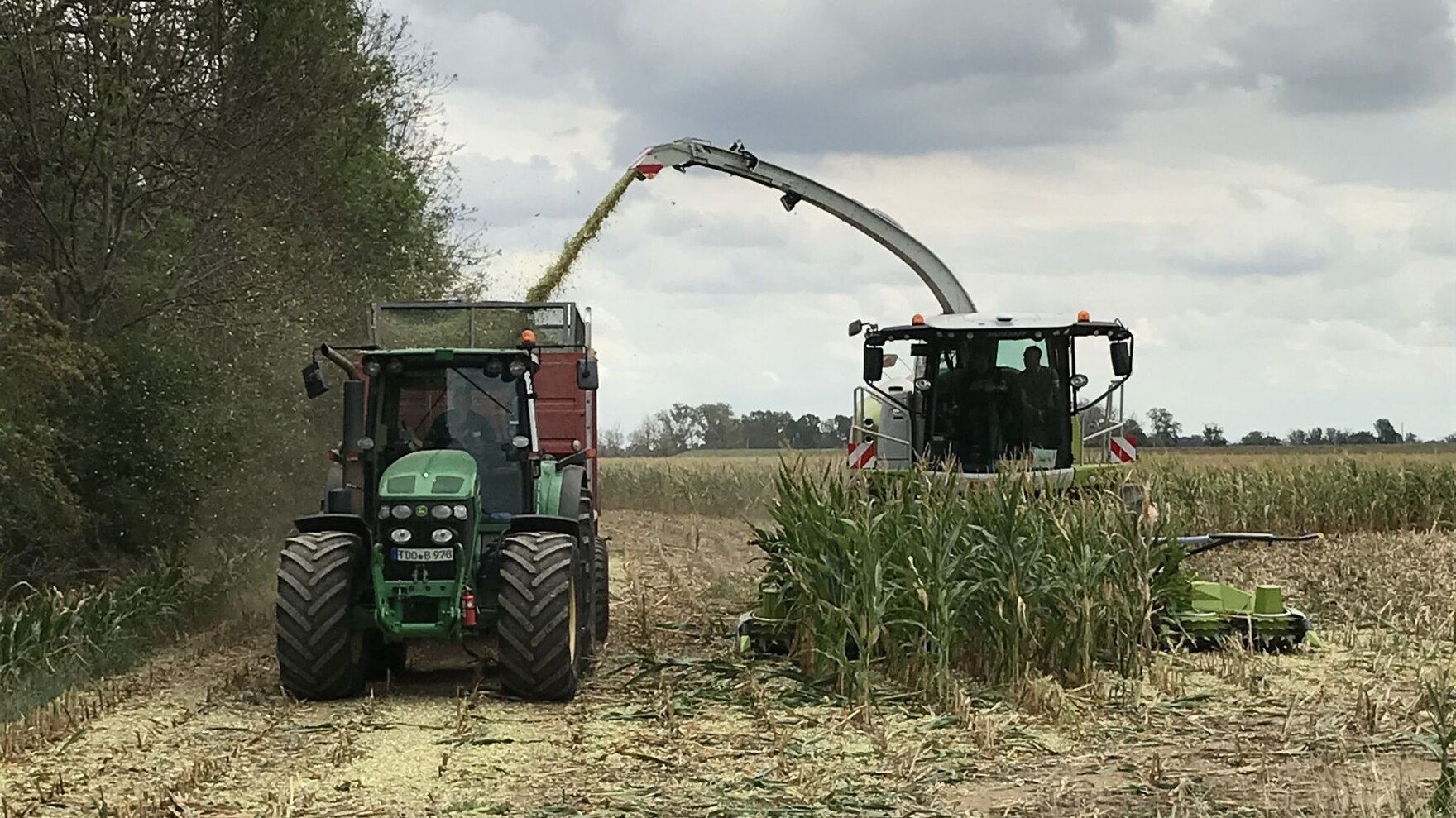 Maishächseln auf dem Feld