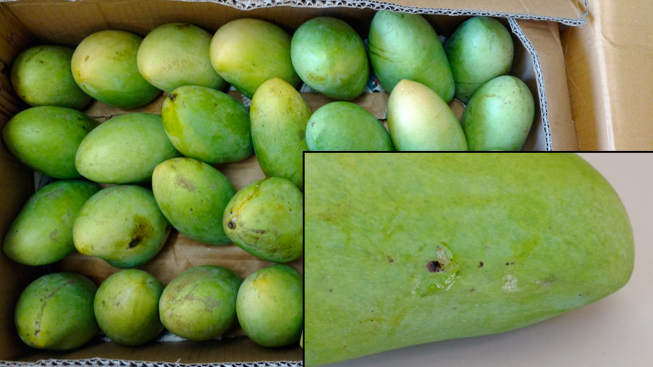 Befallene Mangos