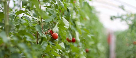 Tomatenanbau Tomatenanbau