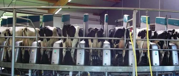 Melkkarussell