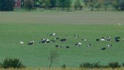 Verfahrensbewertung in der Tierhaltung