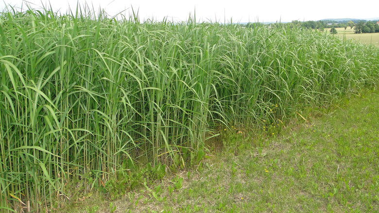 Miscanthus_Versuch_Pommritz