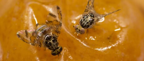 Fruchtfliegen auf gelber Frucht