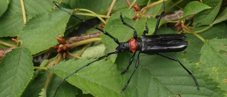 Moschusbockkäfer auf Laub