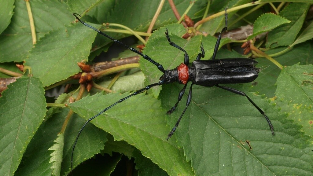 Asiatischer Moschusbockkäfer auf Laub