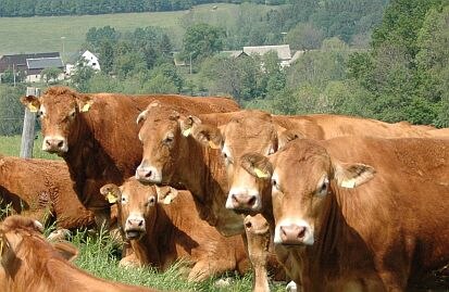 Rinder sind durch Ohrmarken eindeutig zur identifizieren