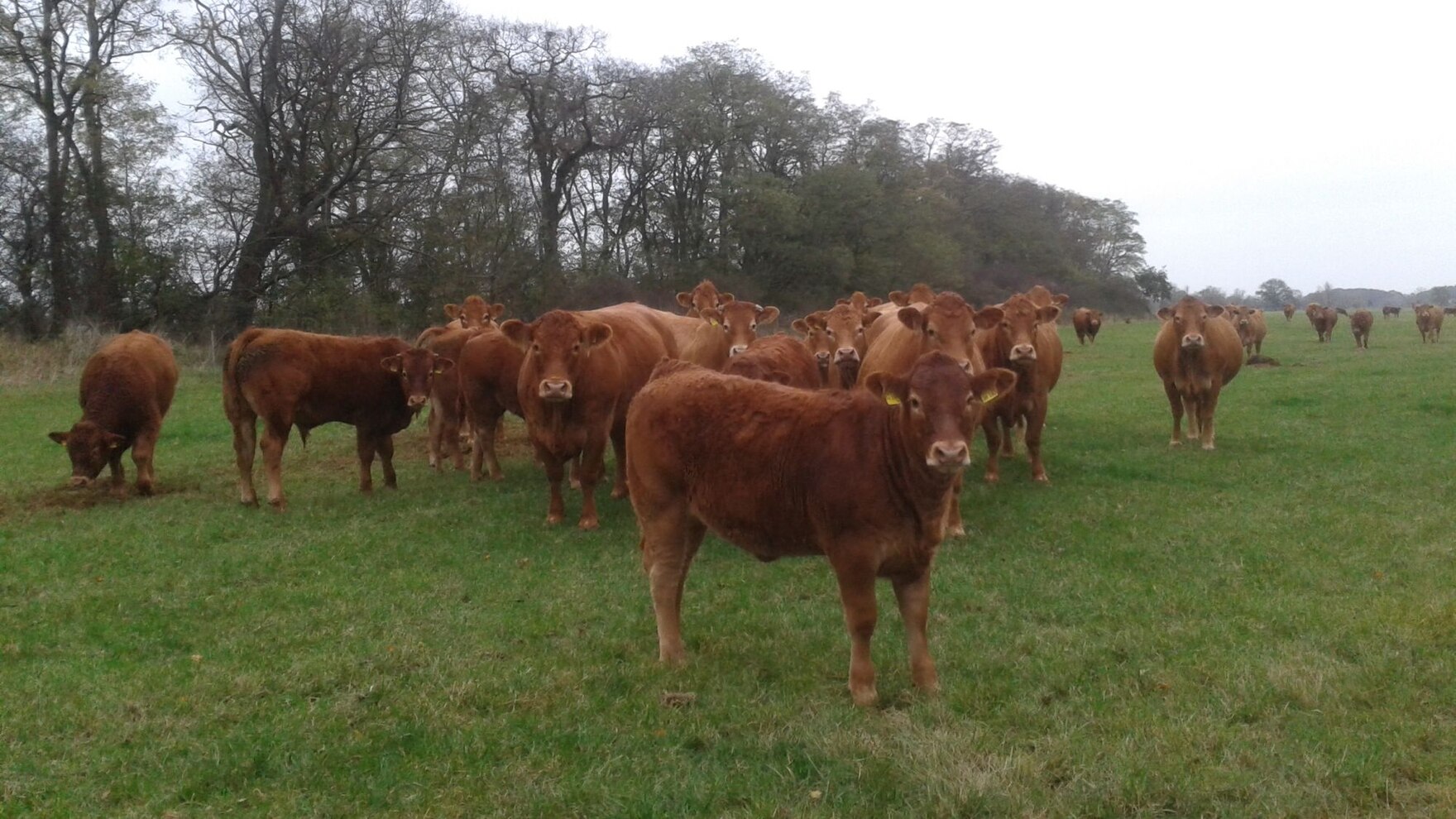 Limousin Herde auf Weide