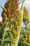 Zuckerhirse (Sorghum bicolor) - Anbau und Verwertung