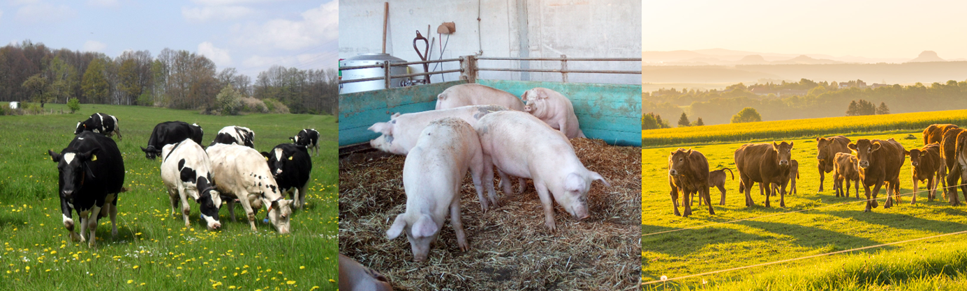Kühe auf der Weide, Schweine auf Stroh im Offenstall