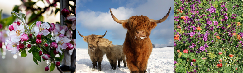 Blühender Zweig eines Obstbaumes, Highland-herde im Schnee und eine Wiese mit bunten Blumen.
