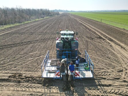 Pflanzung der Werthölzer