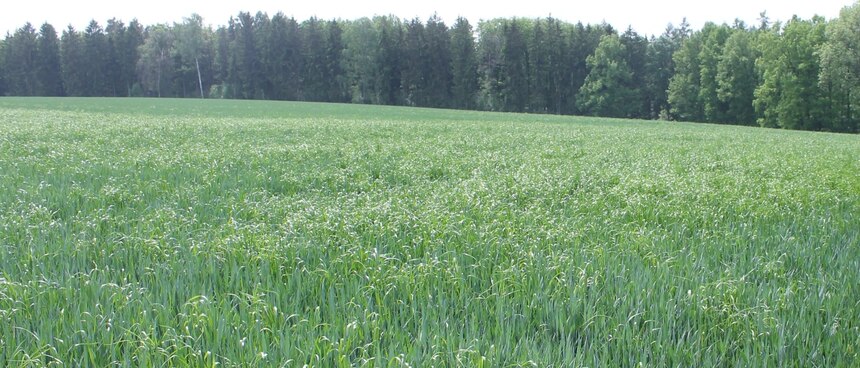 Weidelgras im Getreidebestand 