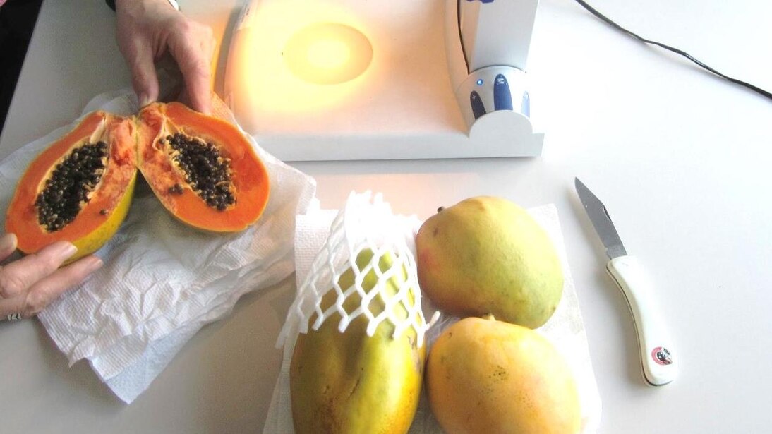 Untersuchung von importierten Papayas