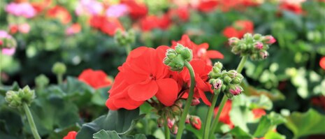 Rote Pelargonie