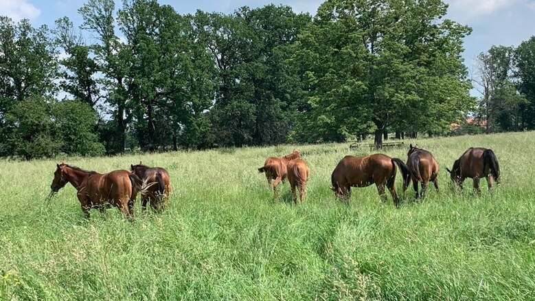 Pferde auf einer Weide im Gestüt Graditz.