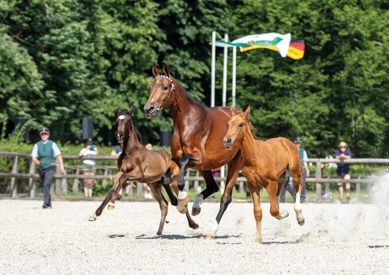 Stute mit Fohlen zur Gestütsschau in Graditz