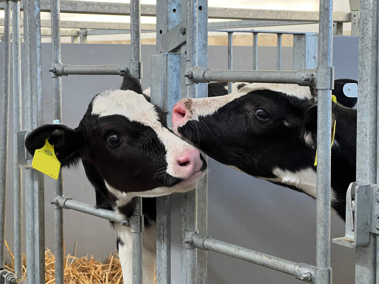 Zwei Kälber in Pärchenbox