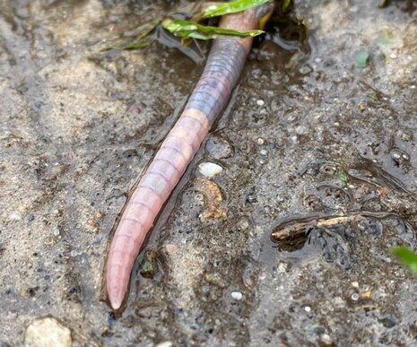 Nahaufnahme eines Regenwurms