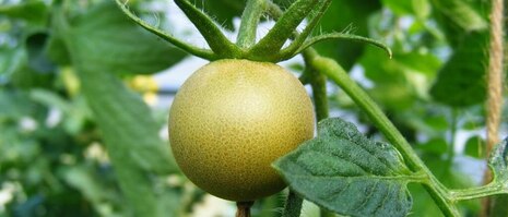 Tomatenfrucht mit Rostmilben