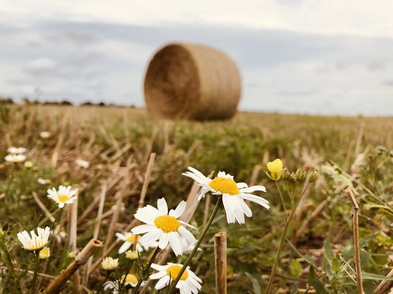 Heuballen hinter einem Blühstreifen
