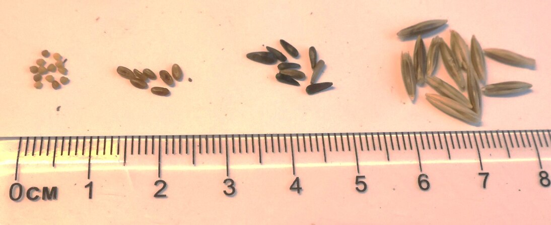 Nahaufnahme Samen Zwischenfrüchte Weißklee, Spitzwegerich, Ramtillkraut, Rauhafer